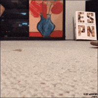 cat remember GIF