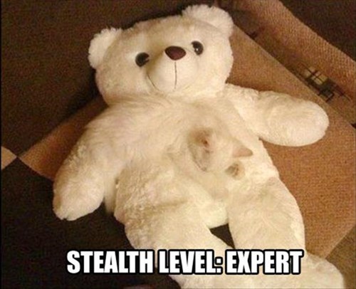 nobodys-here-but-us-teddy-bears