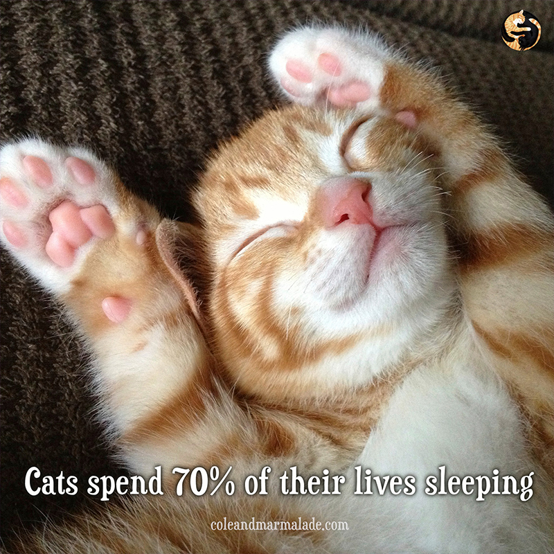 Sleeping-cats-1.jpg