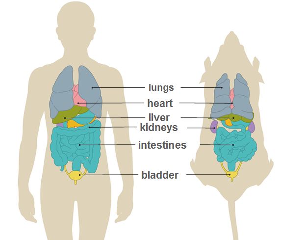 human-animal-similarity.jpg