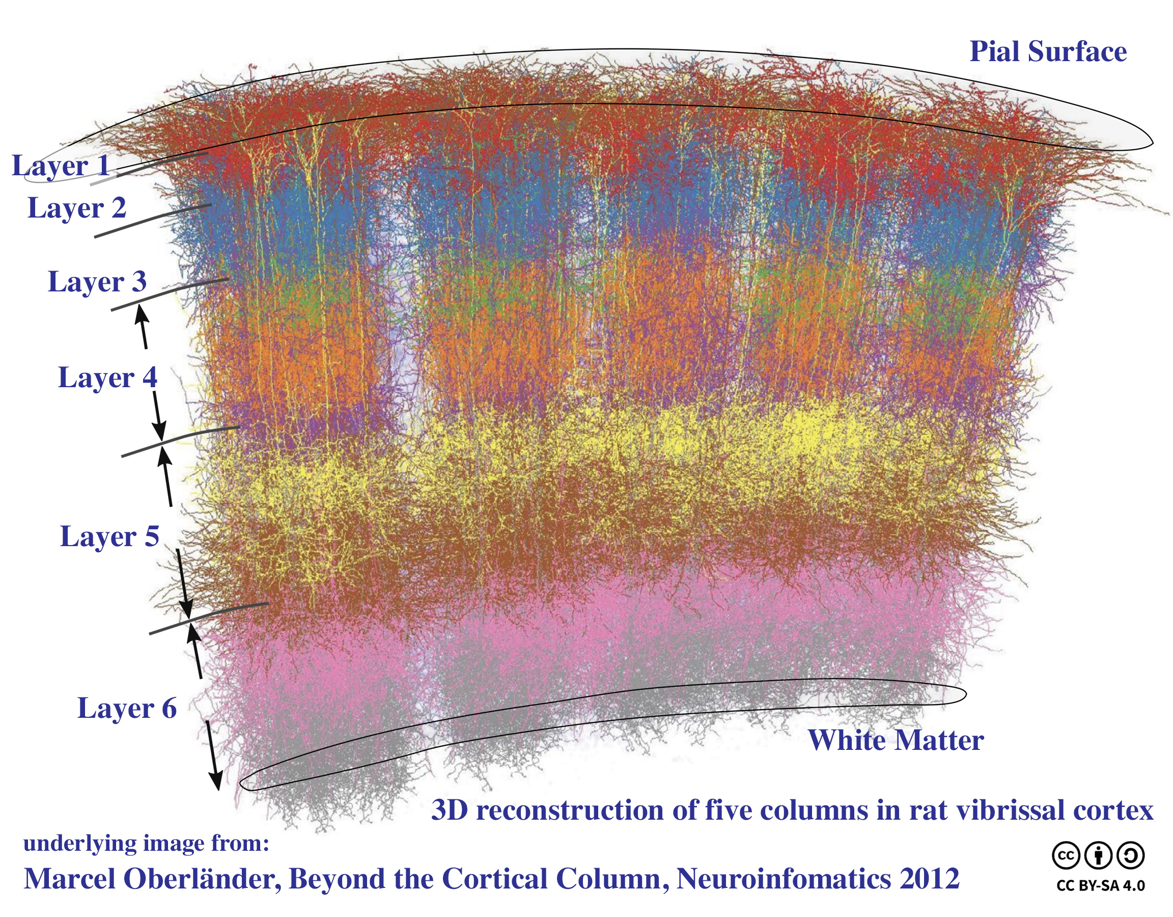 Cortical_Columns.jpg