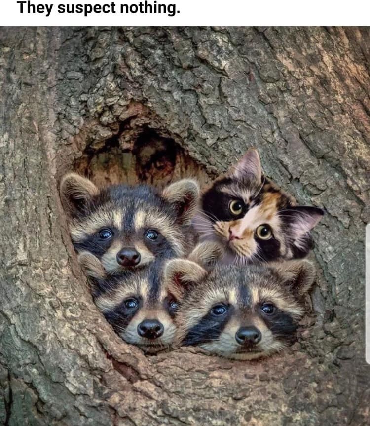 they-suspect-nothing