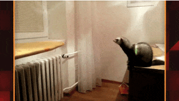 world's funniest fails GIF by Fox TV