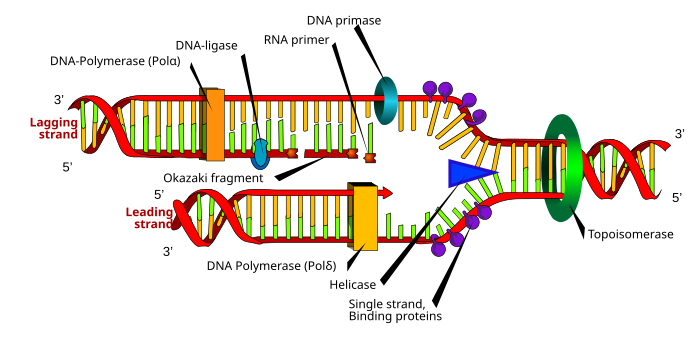 691px-DNA_replication_en.svg.png