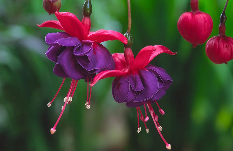 Fuchsia%20Dark%20Eyes%20059820C100%20Optimized.webp