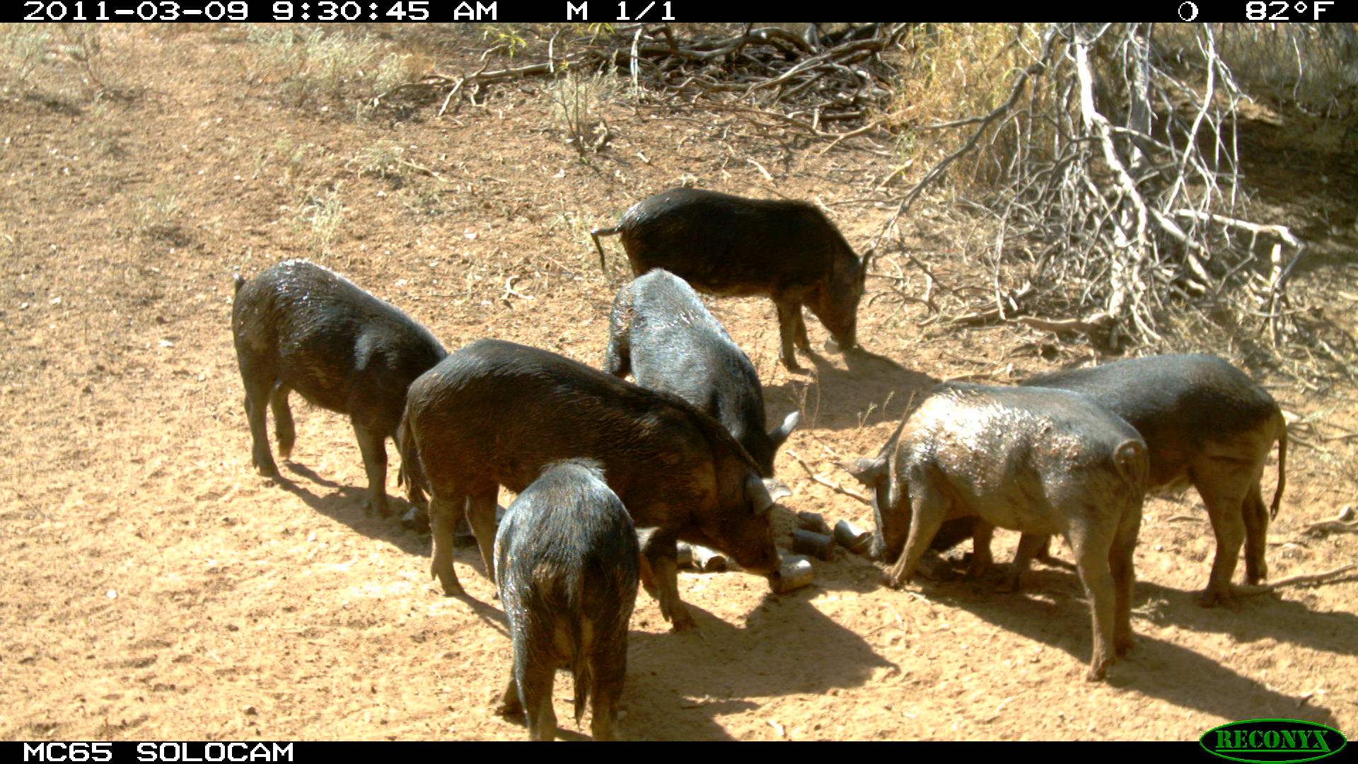 pestsmart.org.au