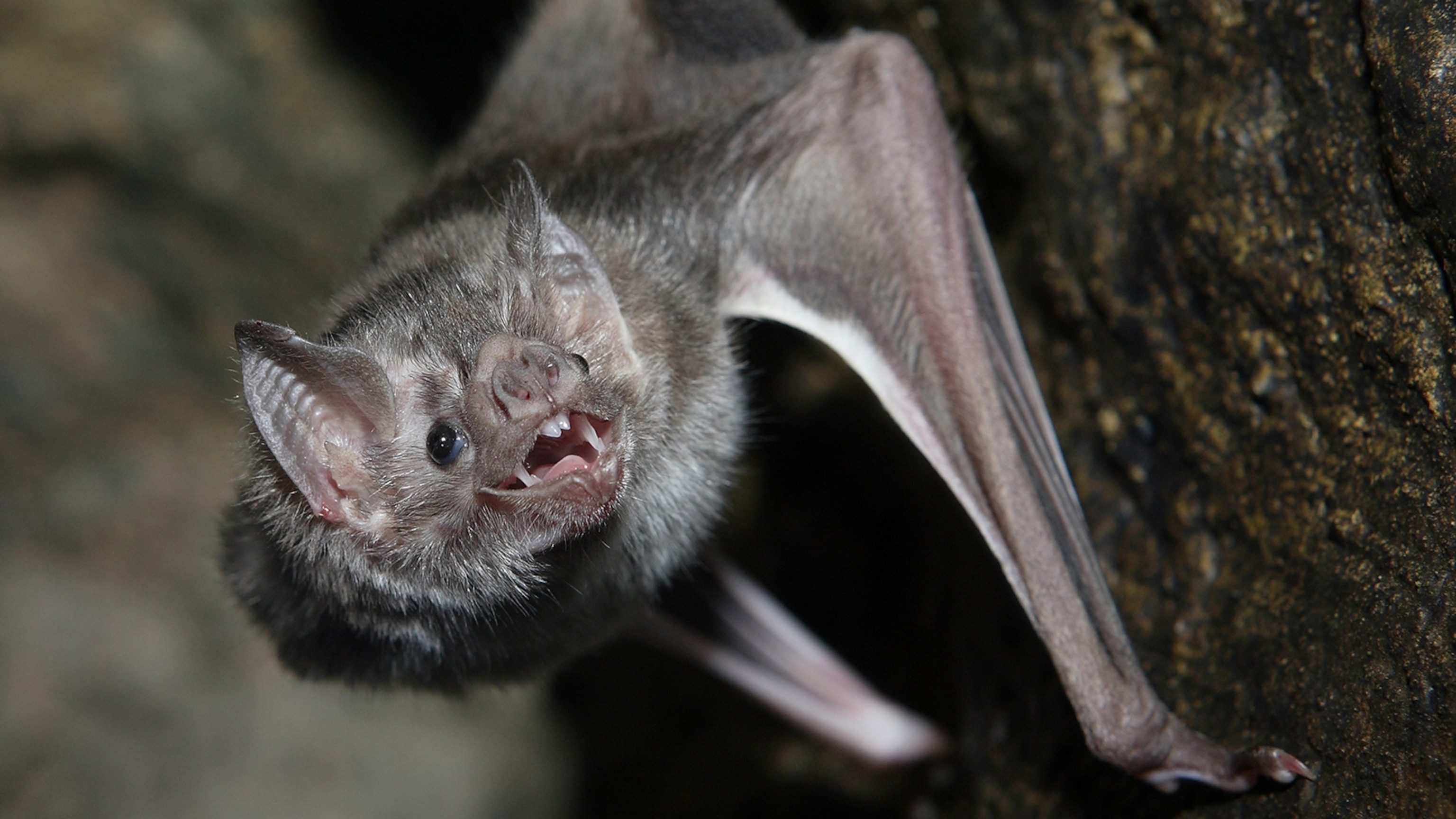 vampire-bat-hanging_16x9.jpg