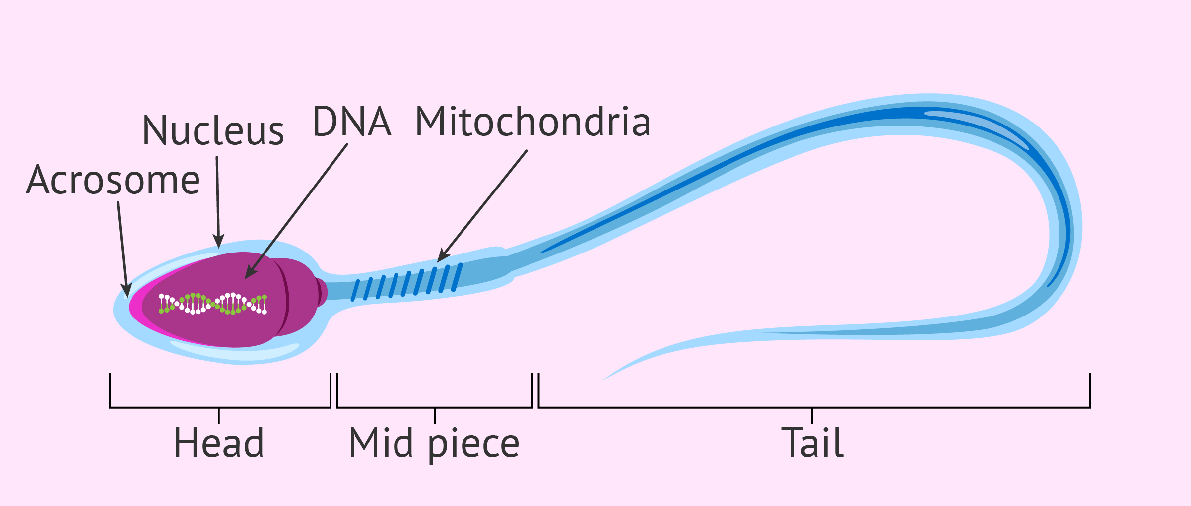 Structure-of-a-mature-human-sperm-cell.png