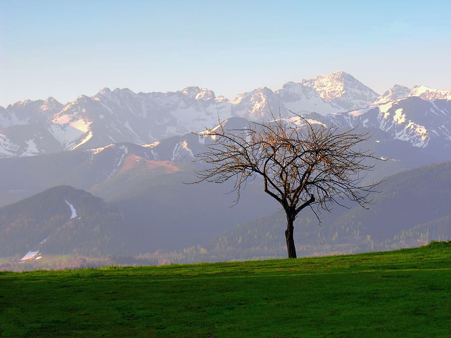 tatry-tree-landscape-poland.jpg