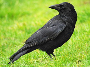 Crow