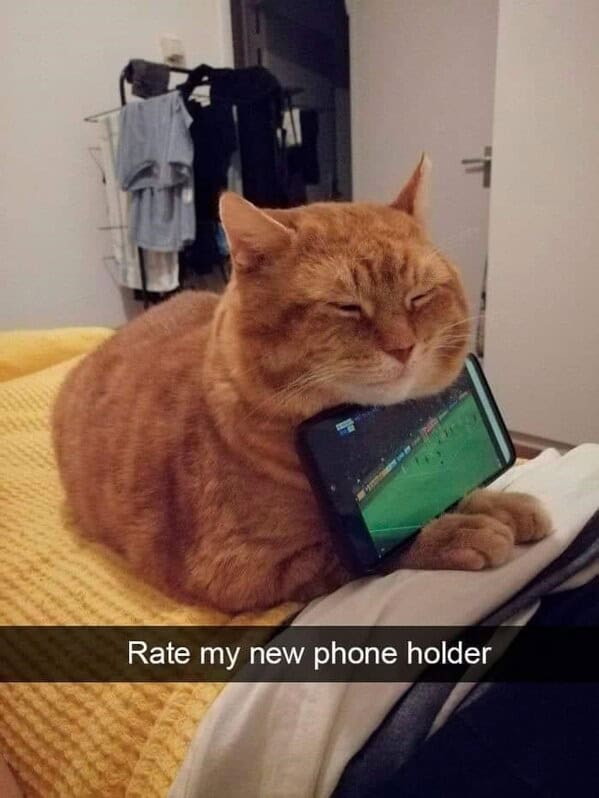 cat-memes-funny-10-30-25-33.jpg