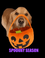 Trick Or Treat Halloween GIF
