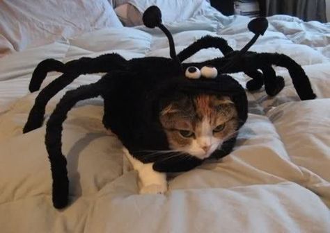 7ad9b69bc9d2a2d0439a1432953cac4b--spider-costume-halloween-cat.jpg