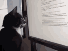 cat-reads-reading.gif