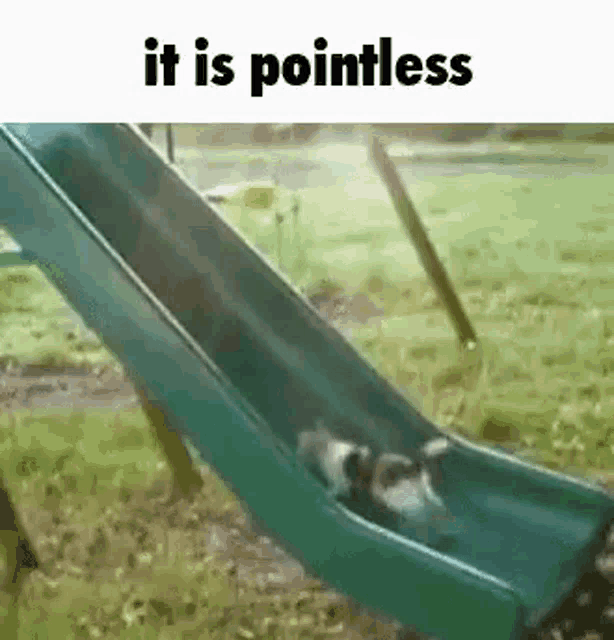 it-is-pointless-cat.gif