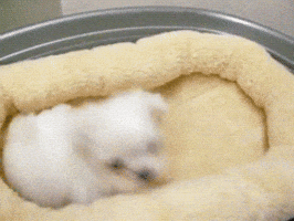 safe for work puppy GIF