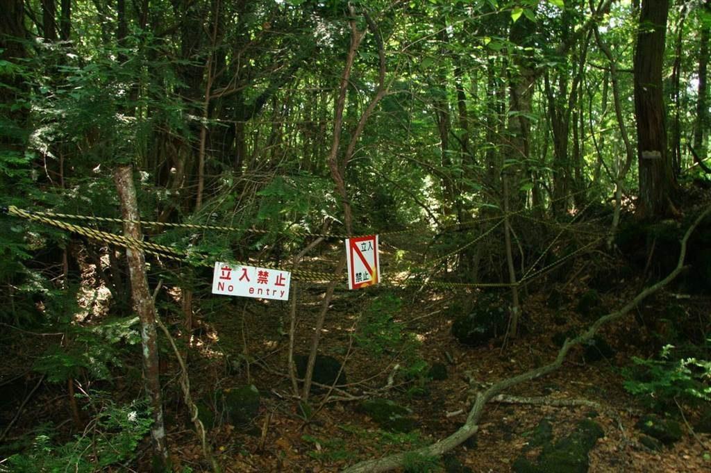 Aokigahra-forest-2-1024x681.jpg