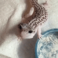 gecko smiling GIF