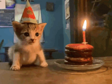 kitten-cat.gif