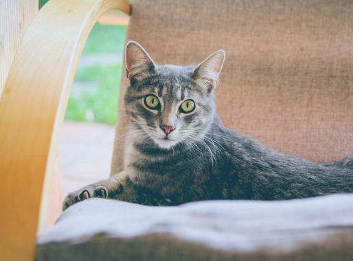 www.cats.org.uk
