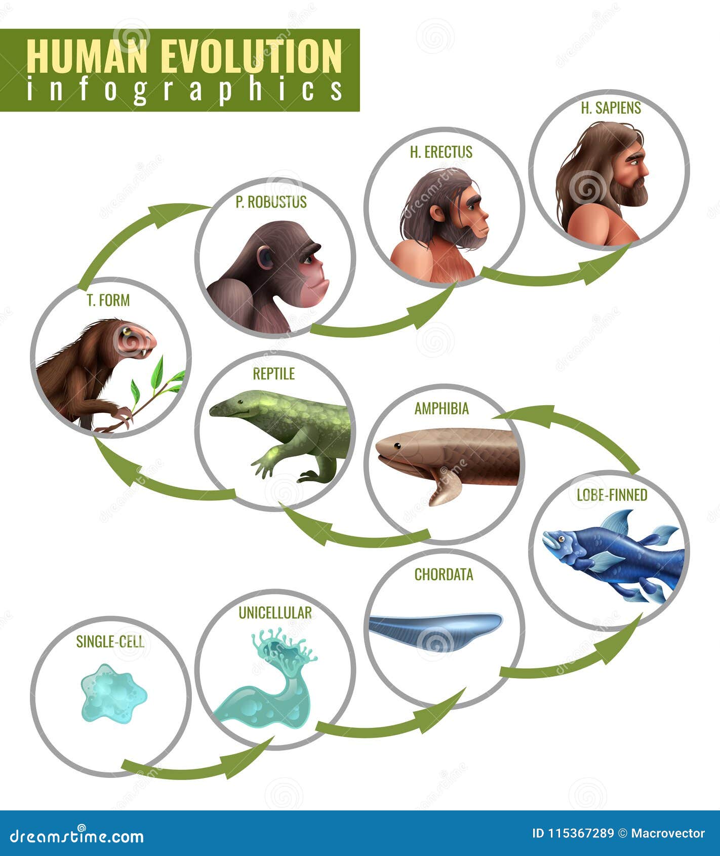 %C3%A9volution-humaine-infographics-115367289.jpg