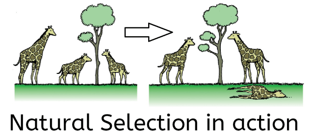 CS4K-Natural-Selection-Giraffes.png