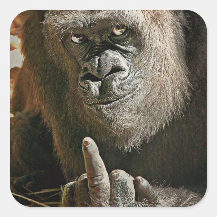 gorilla_finger_square_sticker-r2da3e881de9f42d298c0eeecfca328f6_v9i40_8byvr_700.jpg