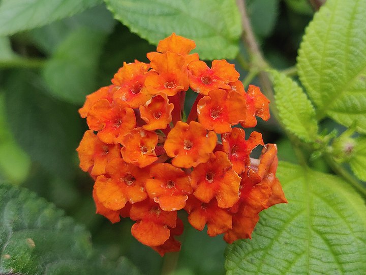 720px-Lantana_camara_Flower_in_Rainforest_Fragment_Valparai%2C_Tamil_Nadu.jpg