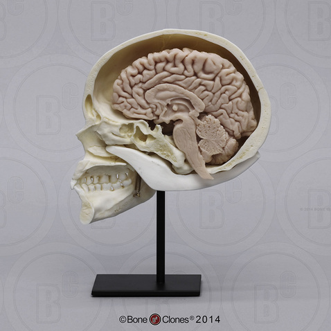product-2154-main-main-big-1415047477.jpg
