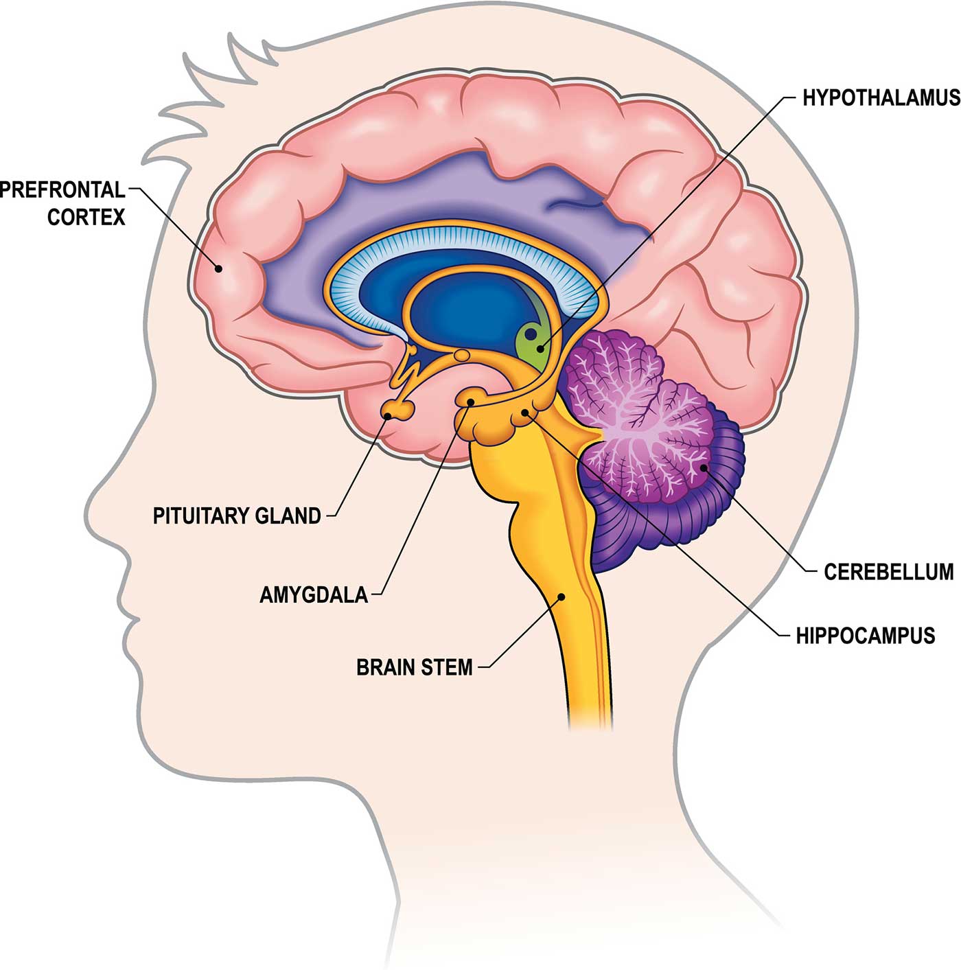 brain-cross-section-deeper-structure.jpg