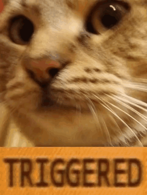 cat-triggered.png
