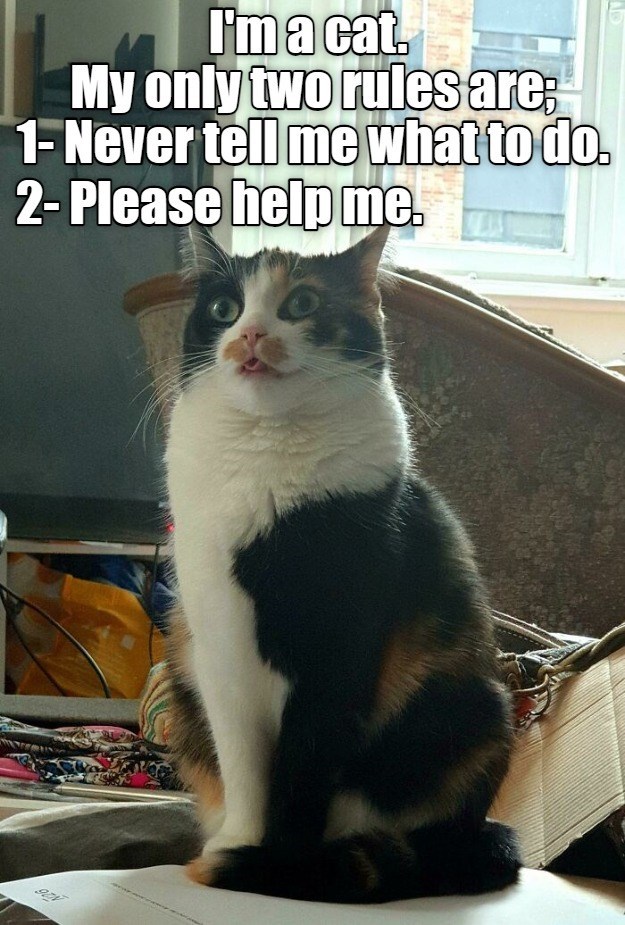 cat-rules