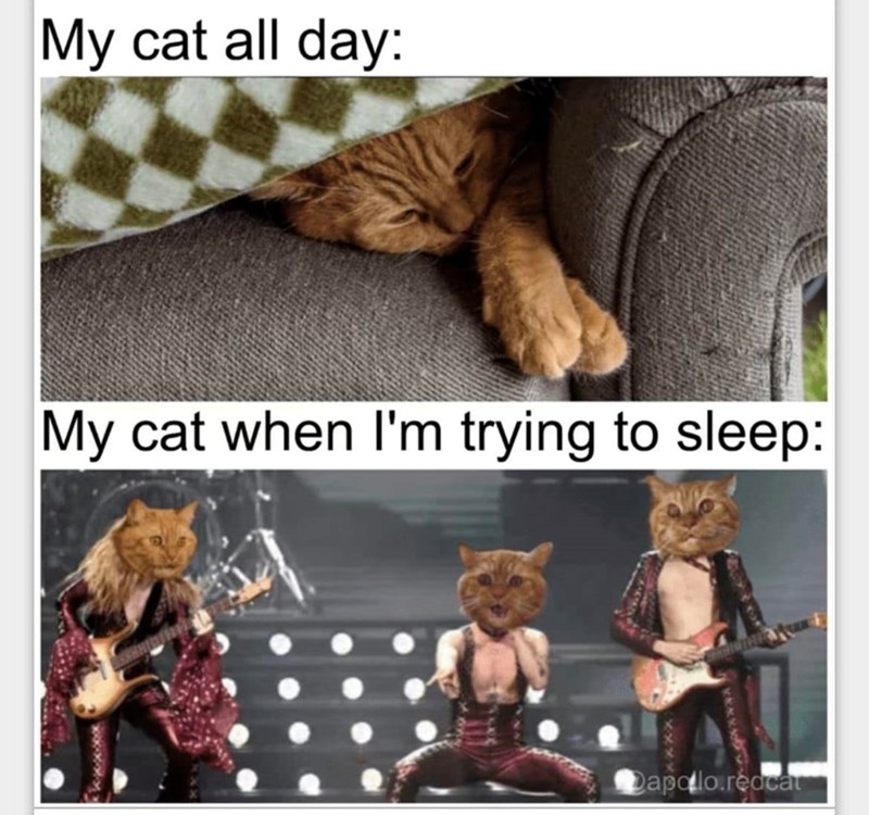 my-cat-all-day-my-cat-trying-sleep-dapolloredcar