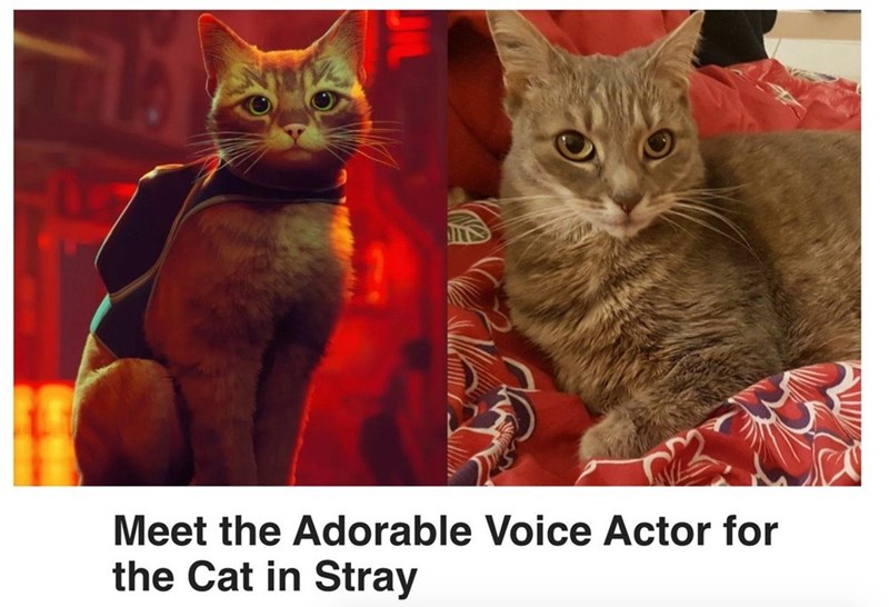 meet-adorable-voice-actor-cat-stray