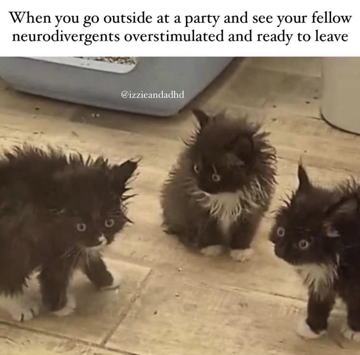 o99ox4pf05zb1.jpg