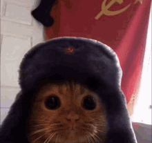 soviet-cat-sovicat.gif
