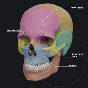 anatomy.app
