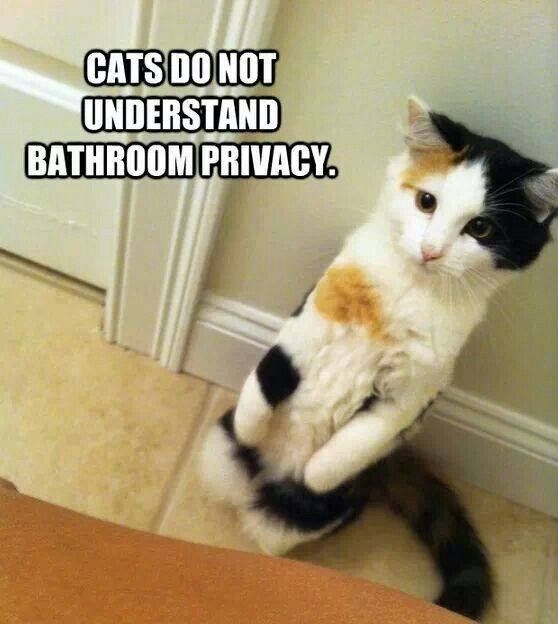 cats-do-not-understand-bathroom-privacy