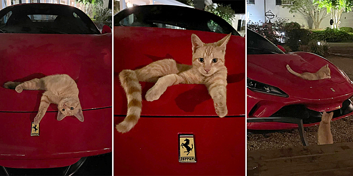 Purrari-cover.png