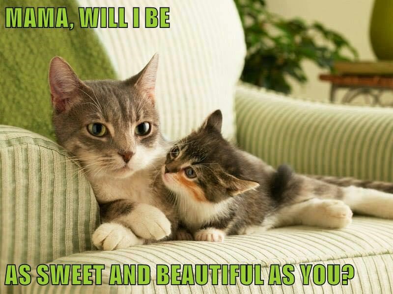 cat-mama-will-be-as-sweet-and-beautifulas