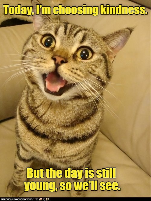 classic-crazy-cat-cuteness