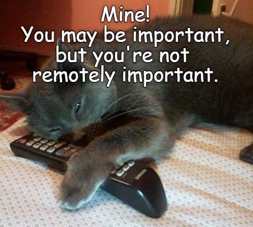 cheezburger-image-10371853824