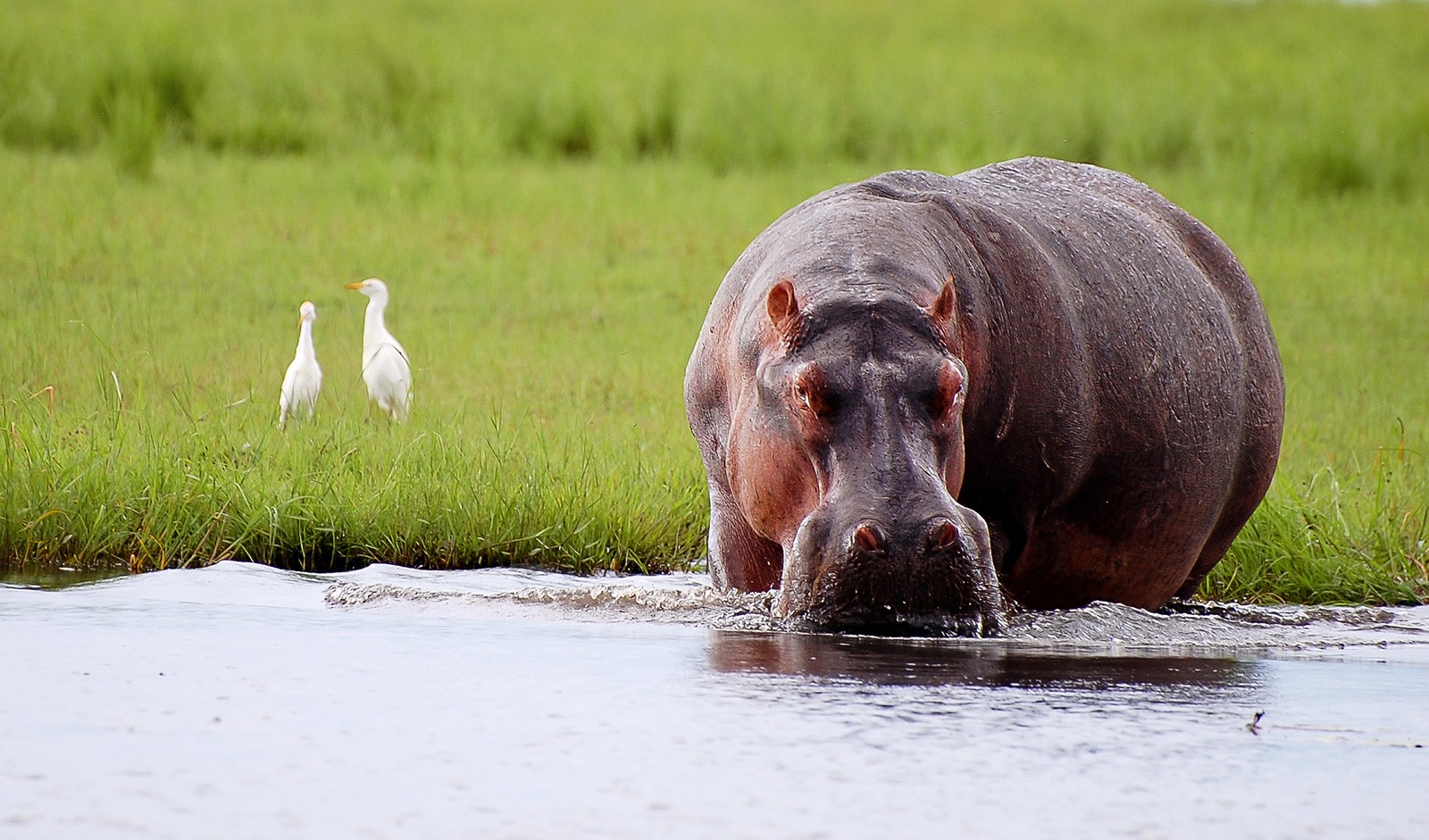 https://www.whats-your-sign.com/wp-content/uploads/2018/03/HippopotamusMeaning.jpg