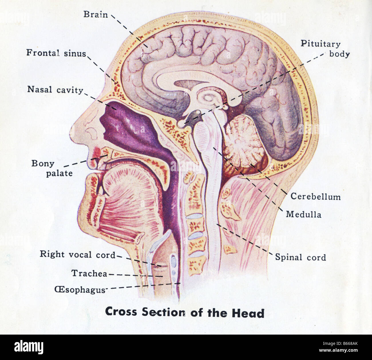 1940-medical-diagram-of-human-head-B668AK.jpg