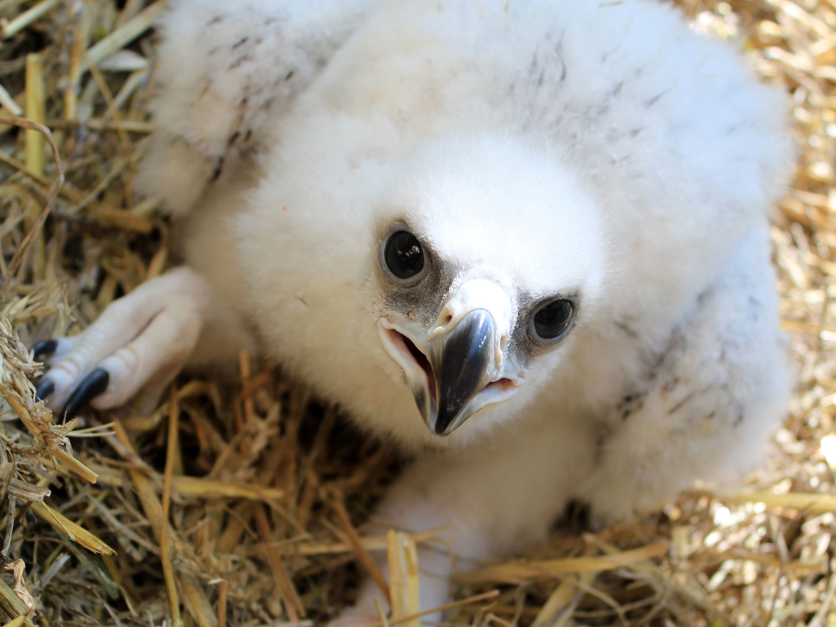 Cute-Baby-Bald-Eagle.jpg