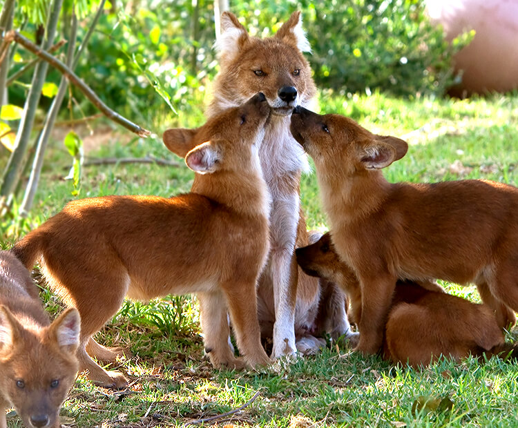 dhole-pups.jpg