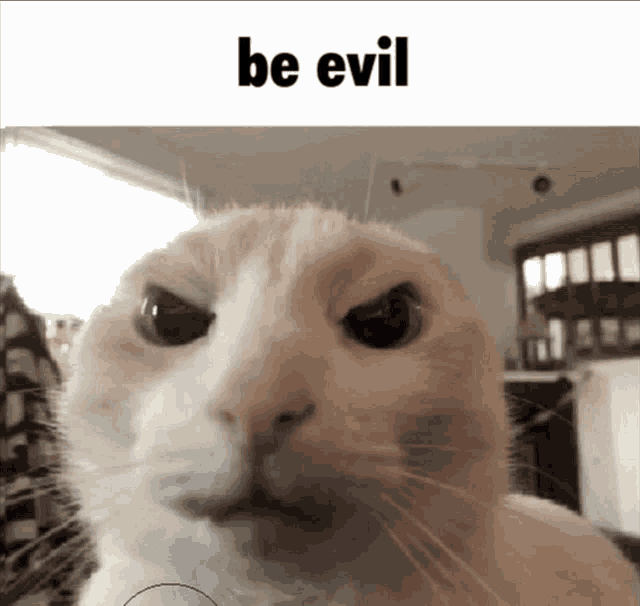 be-evil-cat.gif