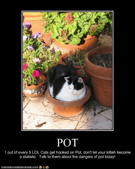 pot