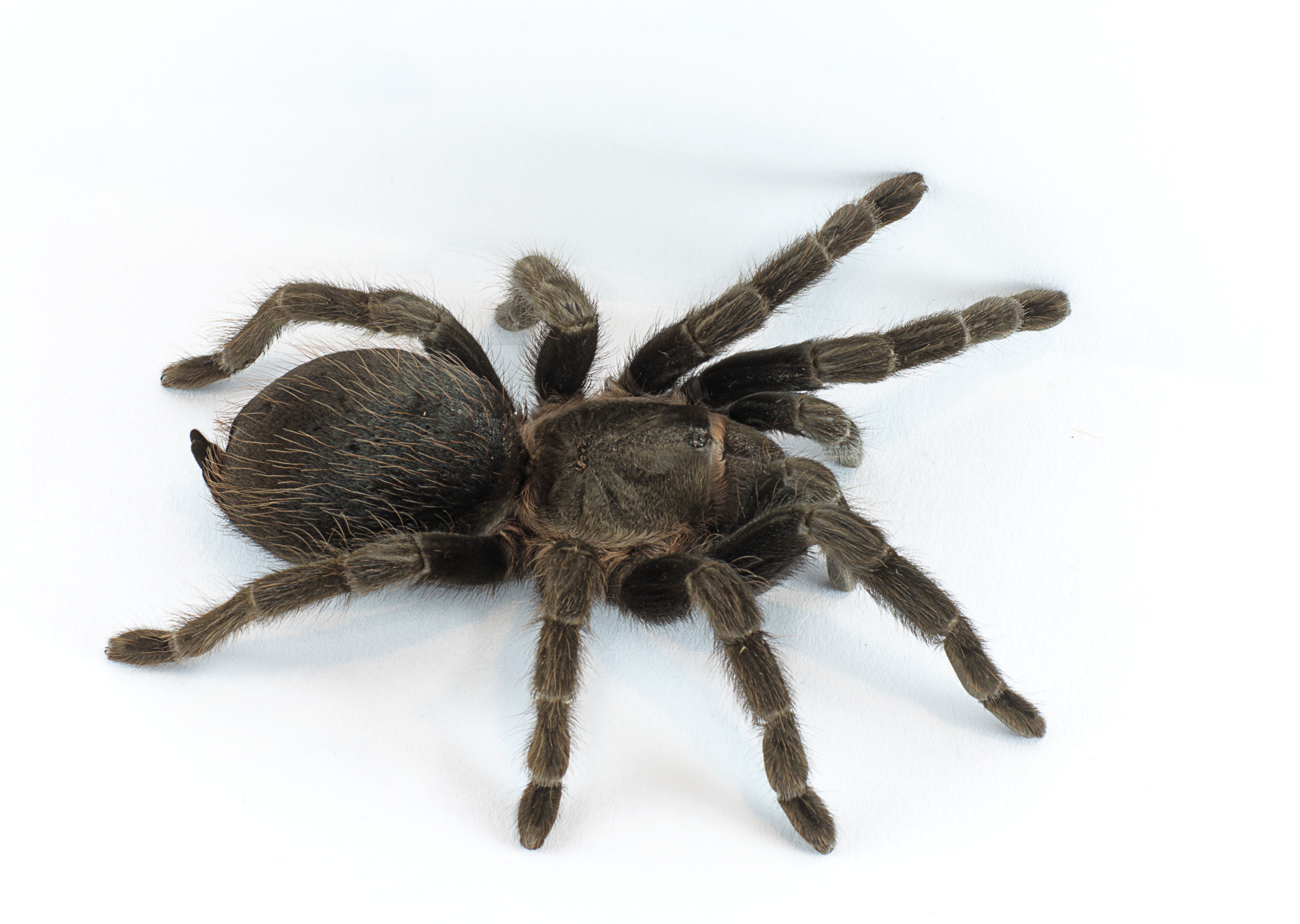 Brachypelma_vagans_p1.jpg