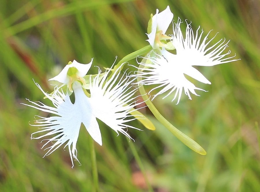 white-egret-flower.jpg